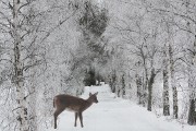 05 Valkeat koivut ja valkohantakauris